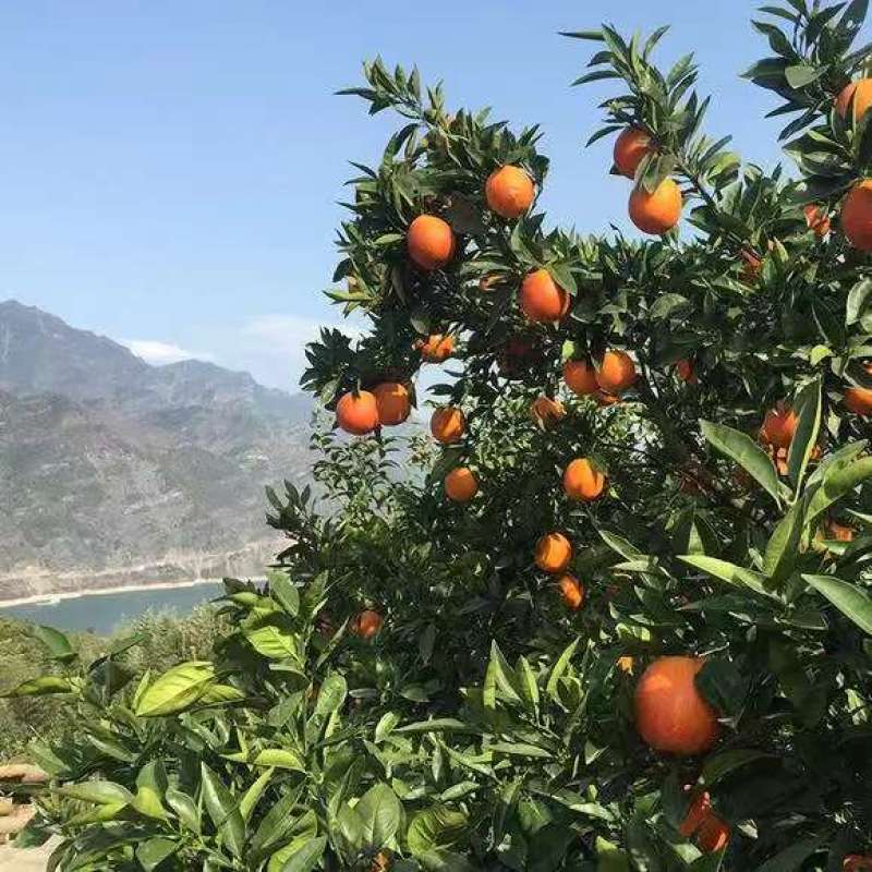 【中华红血橙】湖北秭归产地直供质量保证货源充足欢迎订购