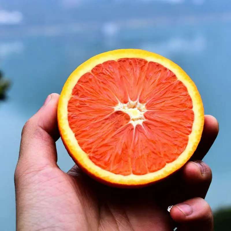 【中华红血橙】湖北秭归产地直供质量保证货源充足欢迎订购