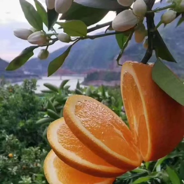 【精选伦晚脐橙】湖北基地直供质量保证一手货源全国发货