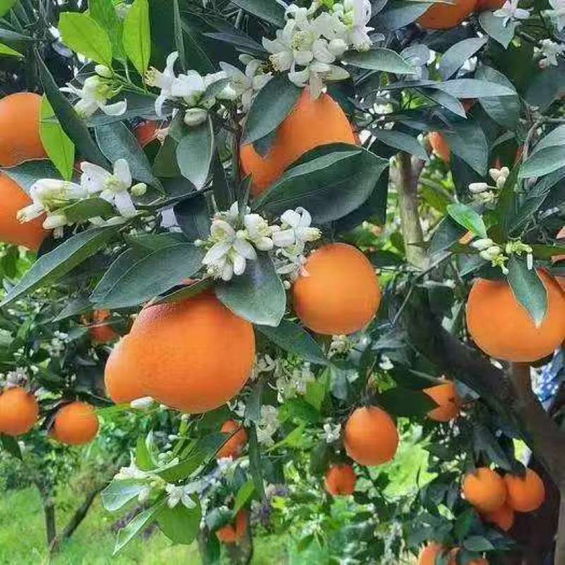 【精选伦晚脐橙】湖北基地直供质量保证一手货源全国发货