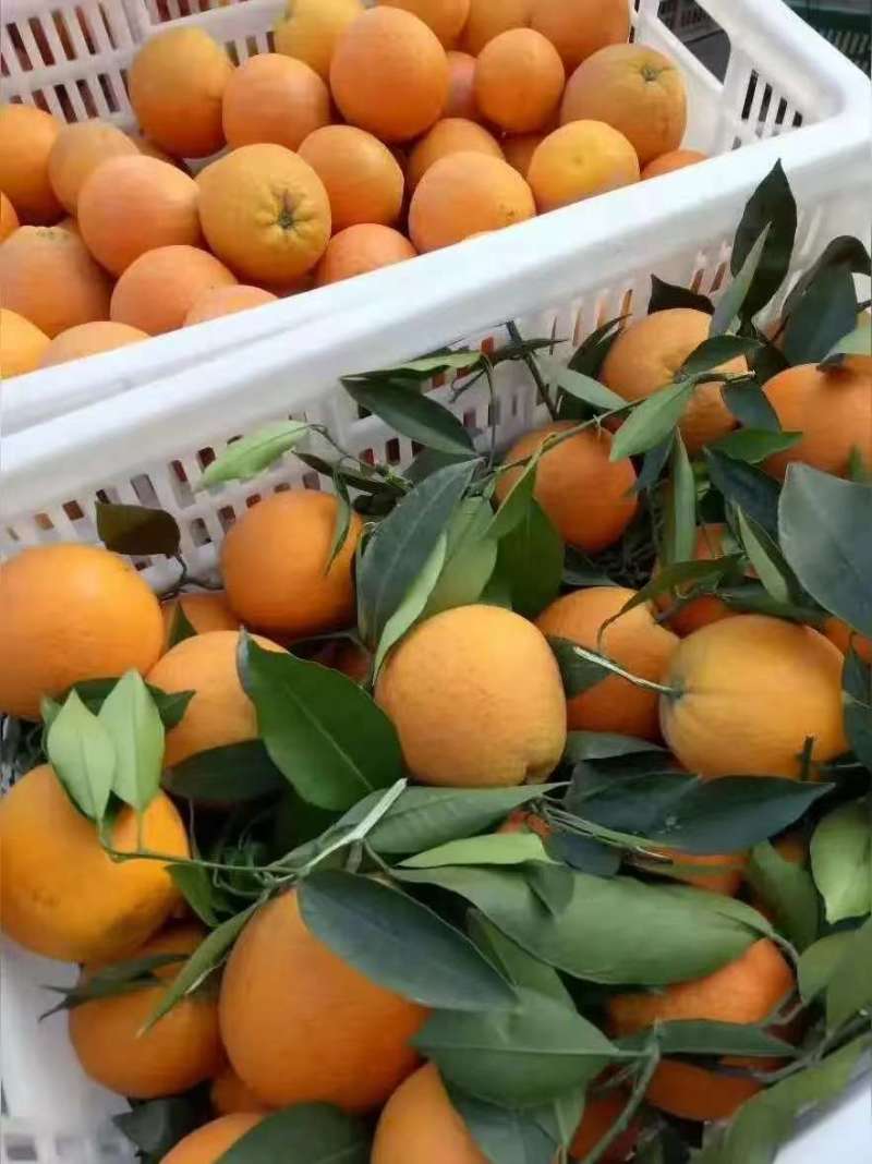 【精选伦晚脐橙】湖北基地直供质量保证一手货源全国发货