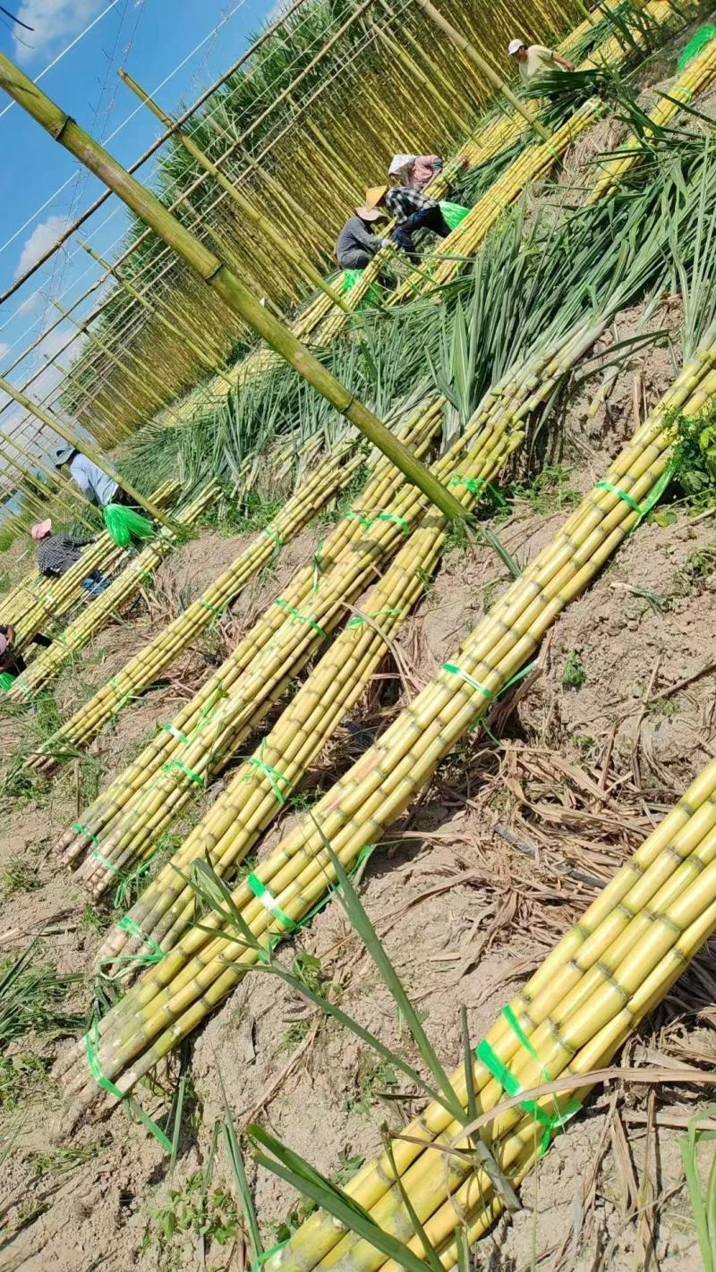 黄皮甘蔗黄金甘蔗基地直销量大质优价格优惠欢迎咨询
