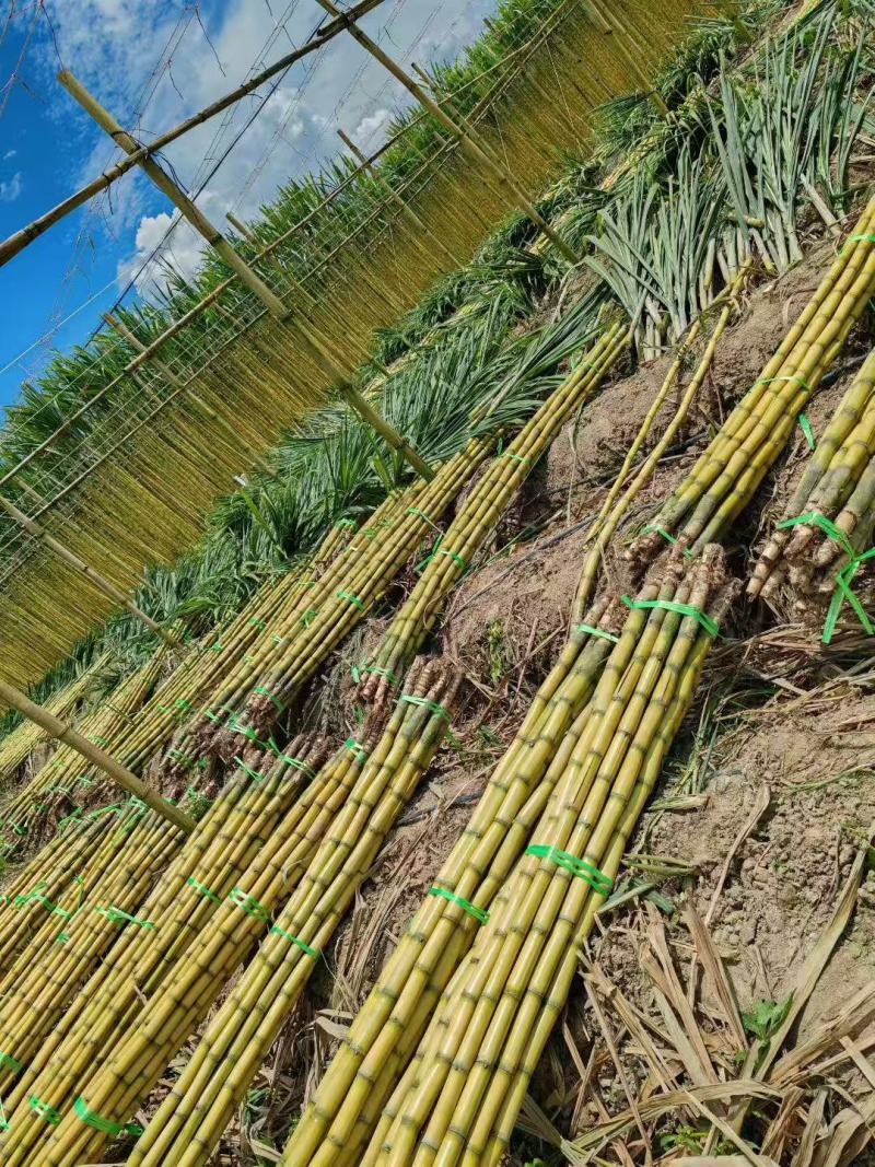 黄皮甘蔗黄金甘蔗基地直销量大质优价格优惠欢迎咨询