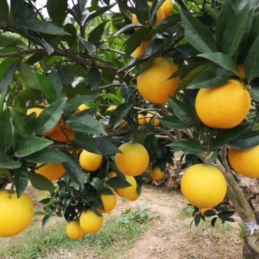 【精品秭归夏橙】湖北产地直供皮薄多汁质量保证全国发货