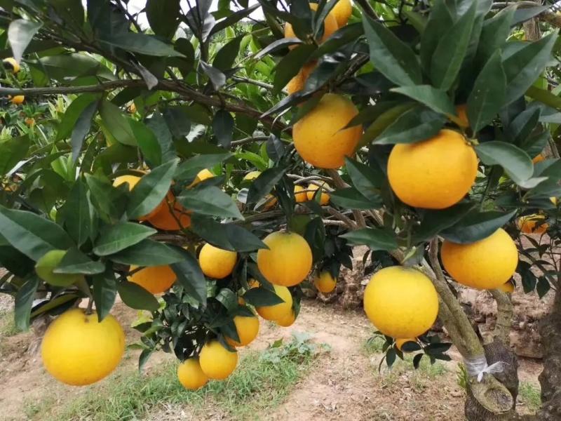 【精品秭归夏橙】湖北产地直供皮薄多汁质量保证全国发货