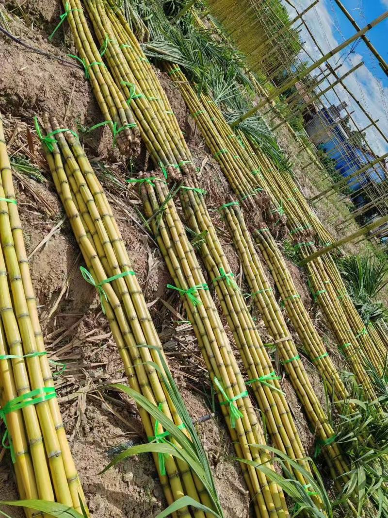 黄皮甘蔗黄金甘蔗基地直销量大质优价格优惠欢迎咨询