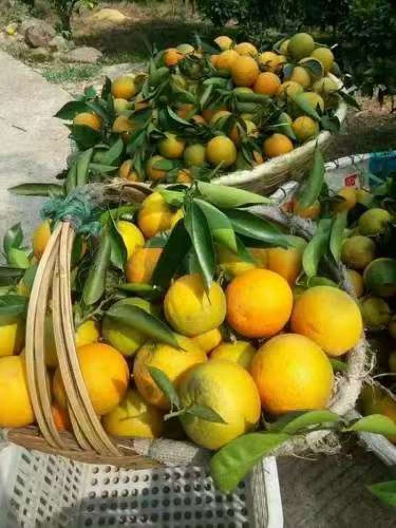 【精品秭归夏橙】湖北产地直供皮薄多汁质量保证全国发货