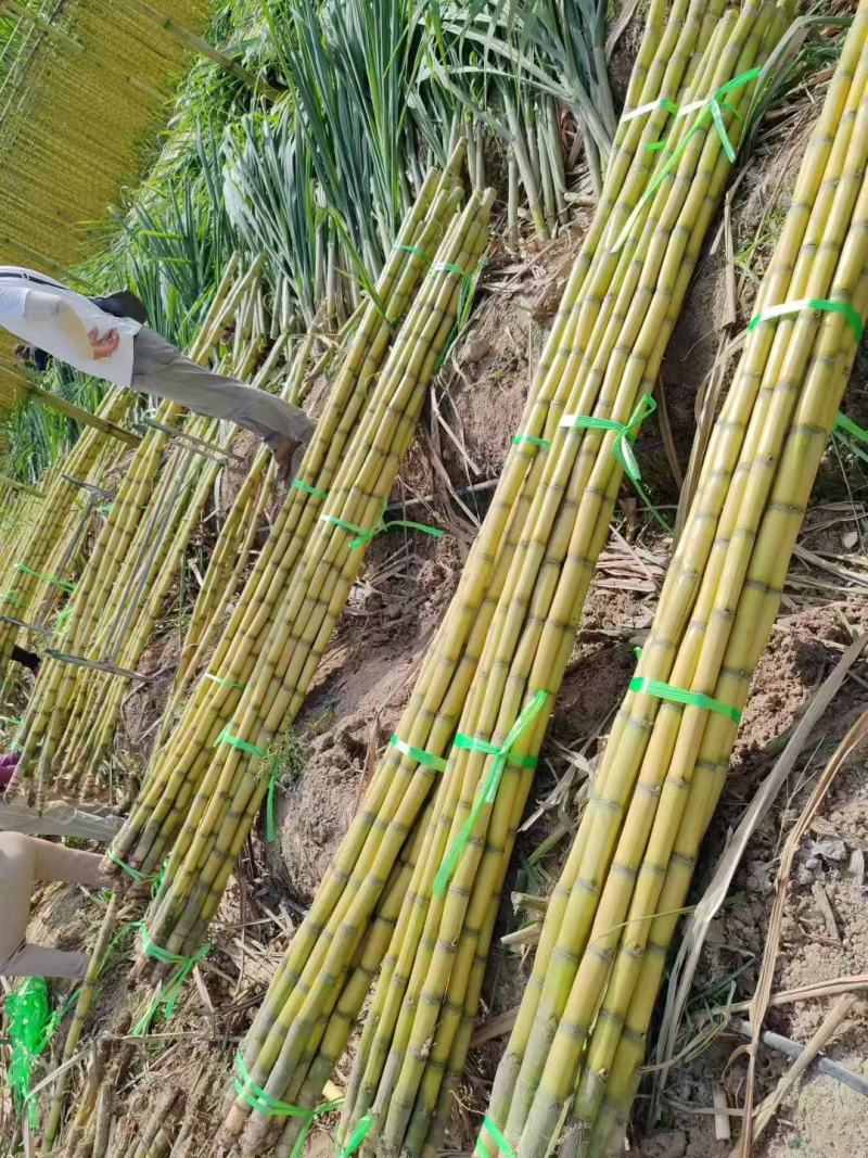 黄皮甘蔗黄金甘蔗基地直销量大质优价格优惠欢迎咨询