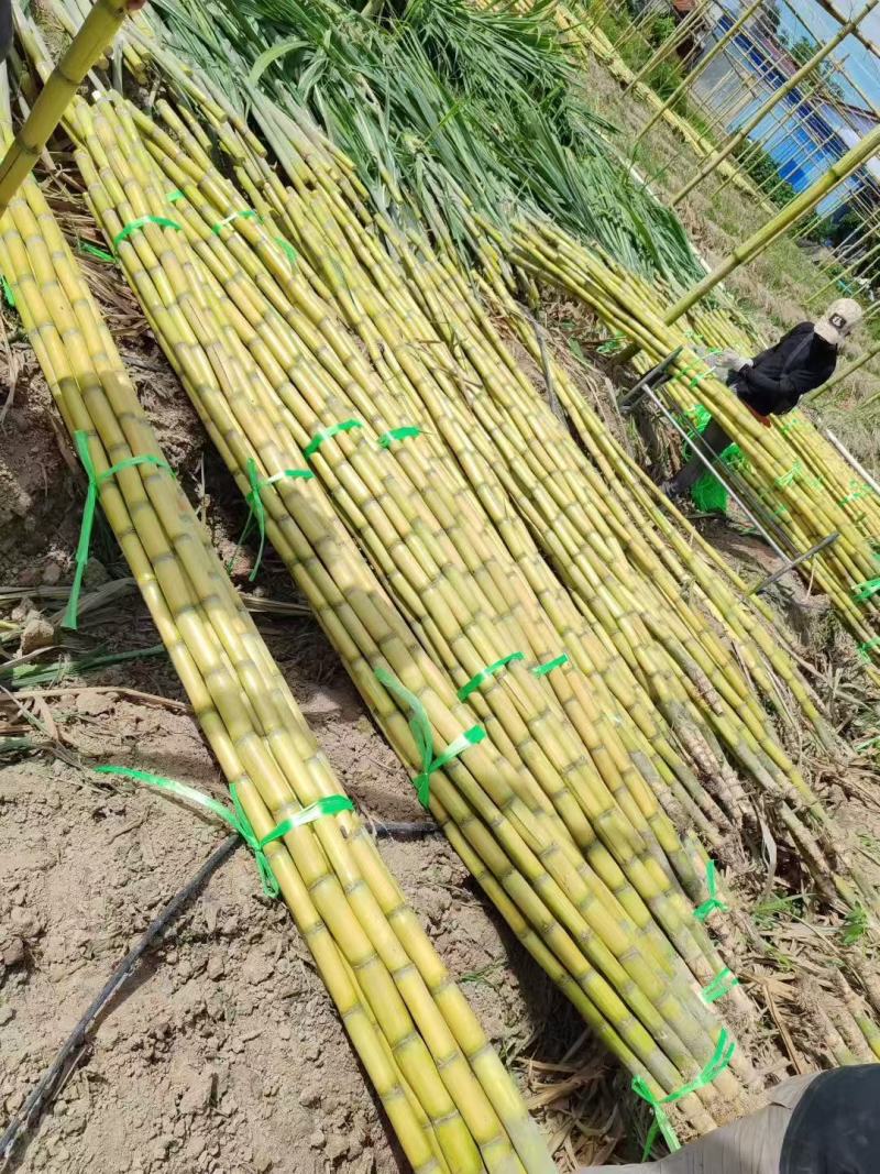黄皮甘蔗黄金甘蔗基地直销量大质优价格优惠欢迎咨询