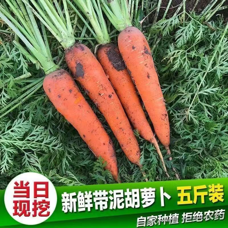开封胡萝卜三红胡萝卜产地一手货源，规格齐全，对接电商市场