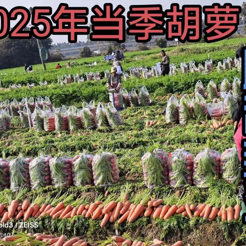 开封胡萝卜三红胡萝卜产地一手货源，规格齐全，对接电商市场