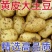 黄心土豆河南土豆大量现货供应，现挖现发，品质好，价格低