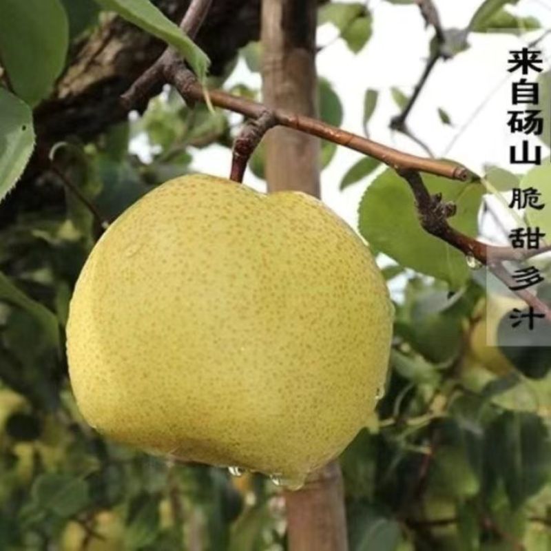 安徽酥梨产地一手货源，规格齐全，品质保证，可视频看货