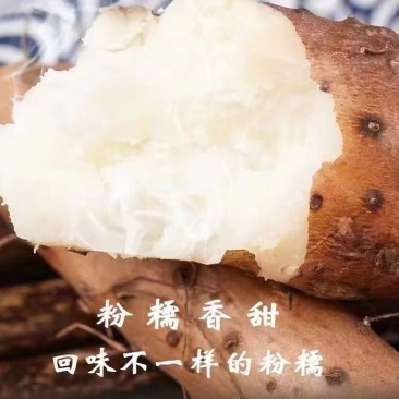 河南山药淮山药规格齐全，诚信经营，可视频看货代发全国
