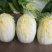 袖珍娃娃菜种子黄心小白菜种籽菜籽种孑春季夏秋冬蔬菜种子