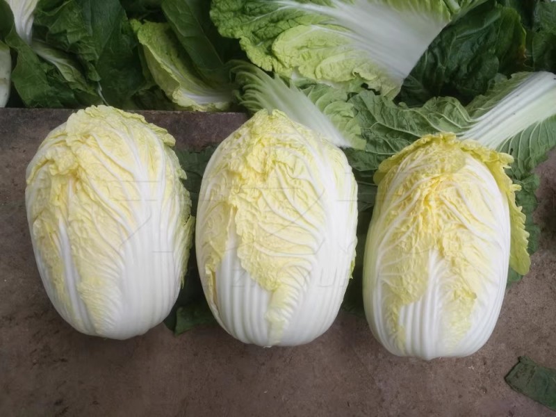 袖珍娃娃菜种子黄心小白菜种籽菜籽种孑春季夏秋冬蔬菜种子