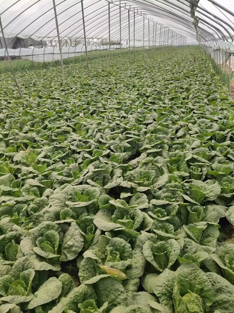 袖珍娃娃菜种子黄心小白菜种籽菜籽种孑春季夏秋冬蔬菜种子