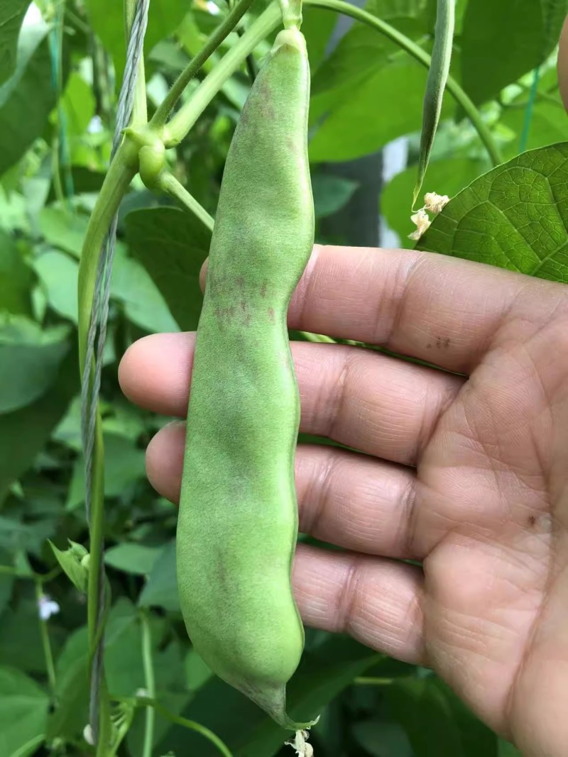 狮牌将军一点红油豆种子红油豆油豆角四季春夏秋冬播豆角种籽