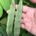 狮牌将军一点红油豆种子红油豆油豆角四季春夏秋冬播豆角种籽