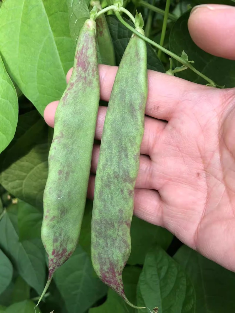 狮牌将军一点红油豆种子红油豆油豆角四季春夏秋冬播豆角种籽