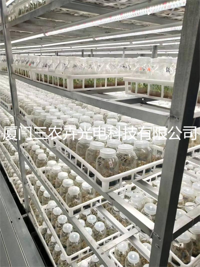 90cm-铁皮石斛组培灯