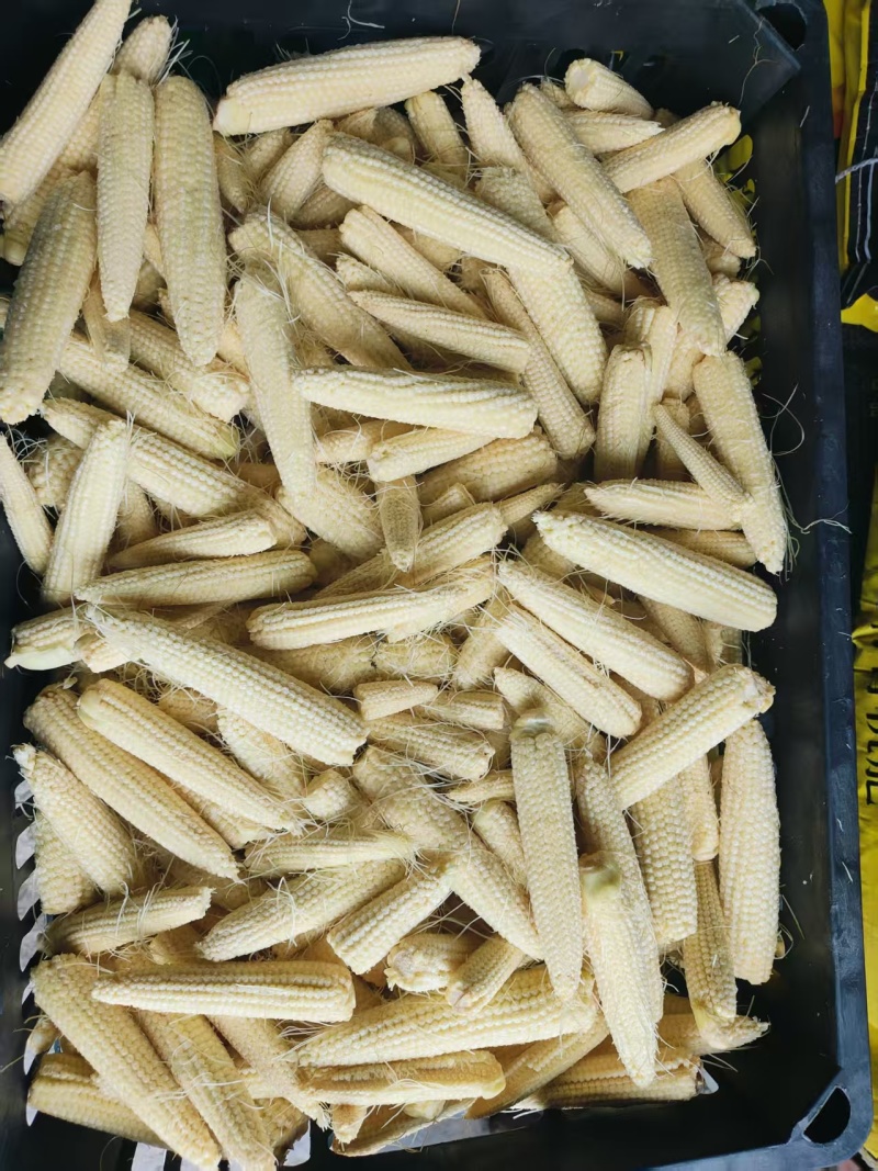 玉米笋产地大量现货，一手货源规格齐全，价格可谈可视频看货