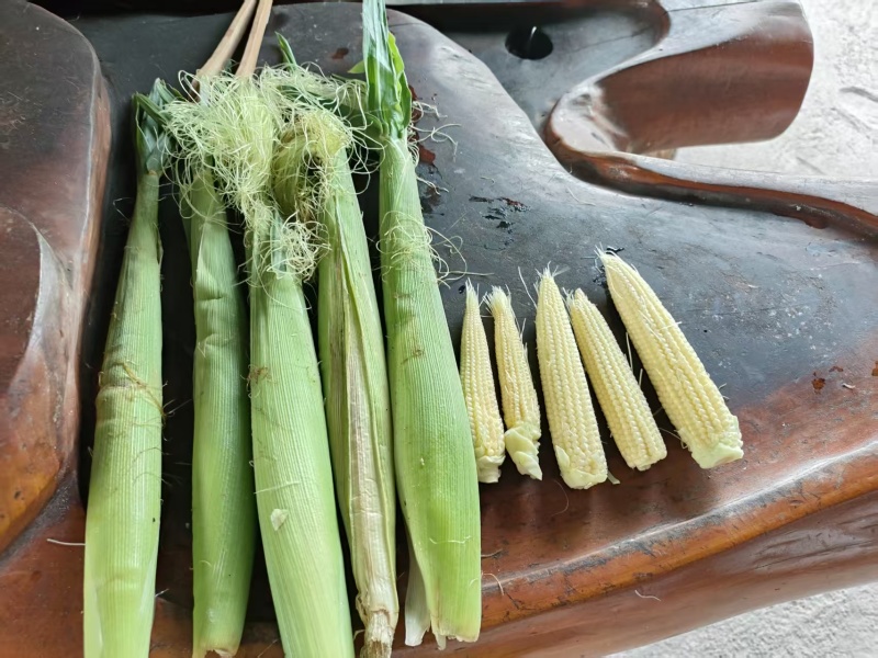 玉米笋产地大量现货，一手货源规格齐全，价格可谈可视频看货