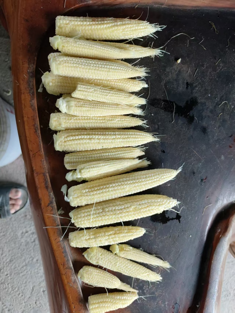 玉米笋产地大量现货，一手货源规格齐全，价格可谈可视频看货