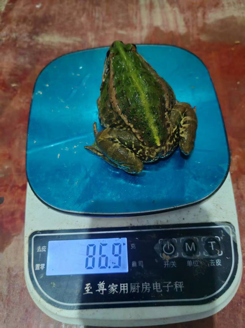 青蛙虎斑蛙大量上市健康饲养无饲料添加欢迎前来选购