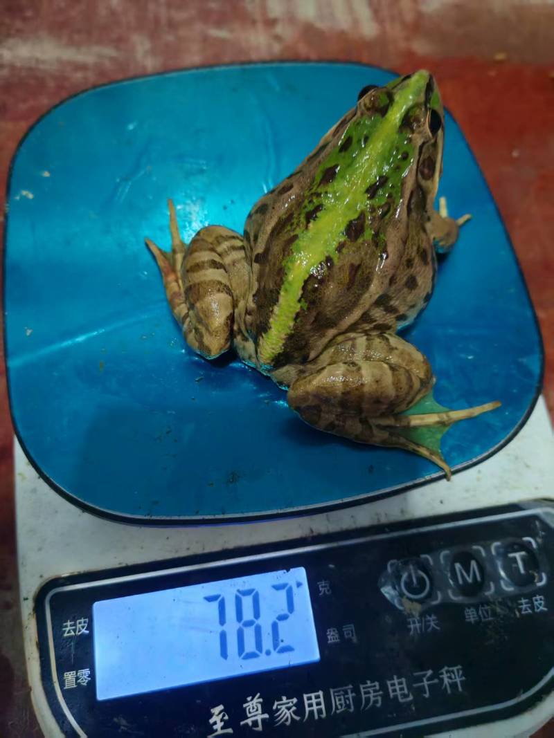 青蛙虎斑蛙大量上市健康饲养无饲料添加欢迎前来选购