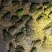青蛙虎斑蛙大量上市健康饲养无饲料添加欢迎前来选购