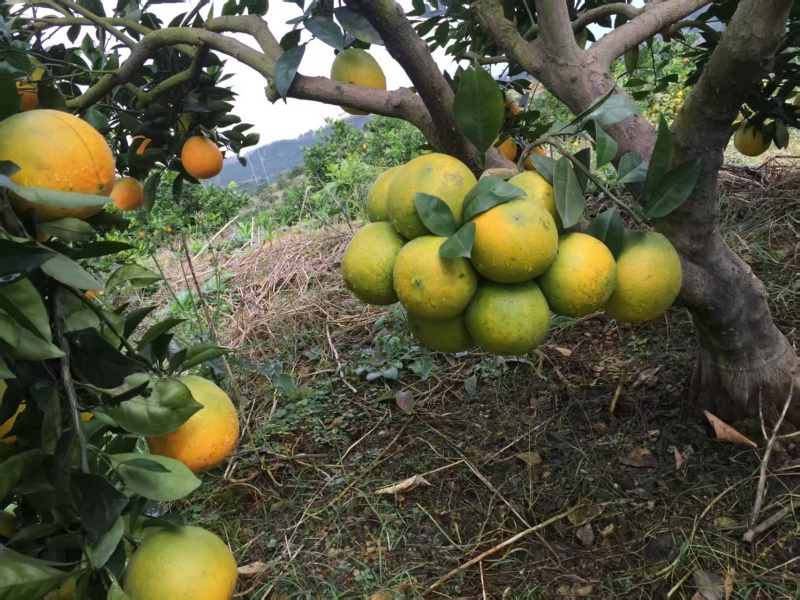 纽荷尔脐橙大量有货产地直发可视频看货价格可谈