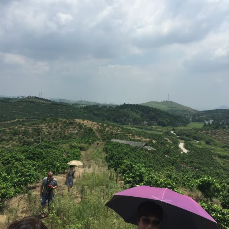 纽荷尔脐橙大量有货产地直发可视频看货价格可谈