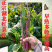 早熟早山红湖北红菜苔种子洪山菜苔种籽秋季菜种籽菜种子紫菜