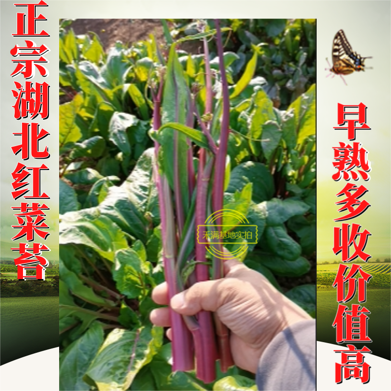 早熟早山红湖北红菜苔种子洪山菜苔种籽秋季菜种籽菜种子紫菜