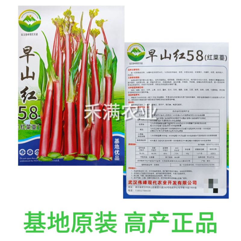 早熟早山红湖北红菜苔种子洪山菜苔种籽秋季菜种籽菜种子紫菜