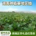 早熟早山红湖北红菜苔种子洪山菜苔种籽秋季菜种籽菜种子紫菜
