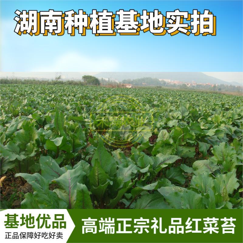 早熟早山红湖北红菜苔种子洪山菜苔种籽秋季菜种籽菜种子紫菜
