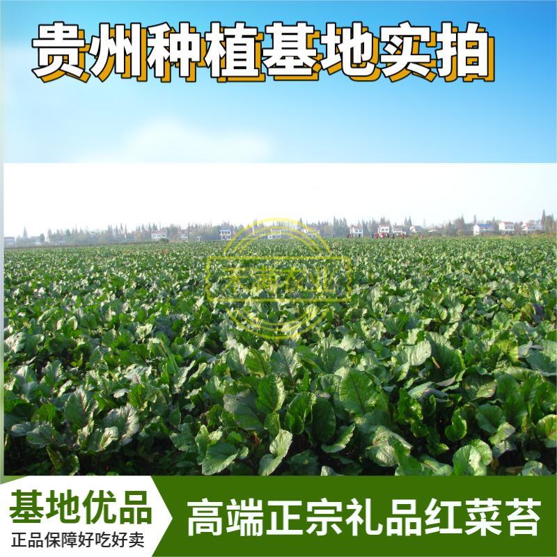 早熟早山红湖北红菜苔种子洪山菜苔种籽秋季菜种籽菜种子紫菜