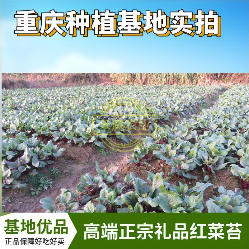 早熟早山红湖北红菜苔种子洪山菜苔种籽秋季菜种籽菜种子紫菜