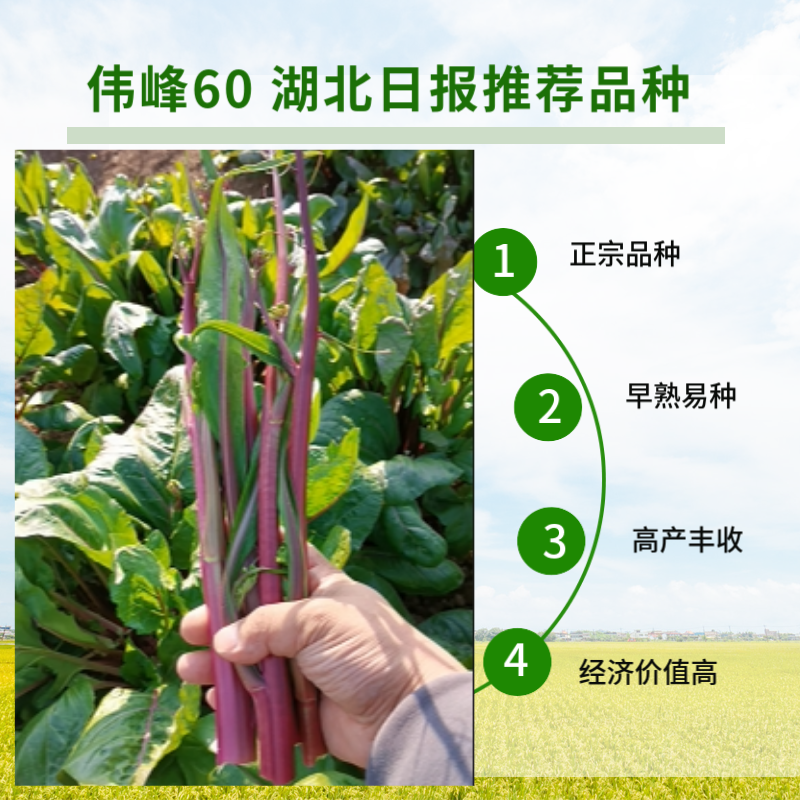 早熟早山红湖北红菜苔种子洪山菜苔种籽秋季菜种籽菜种子紫菜