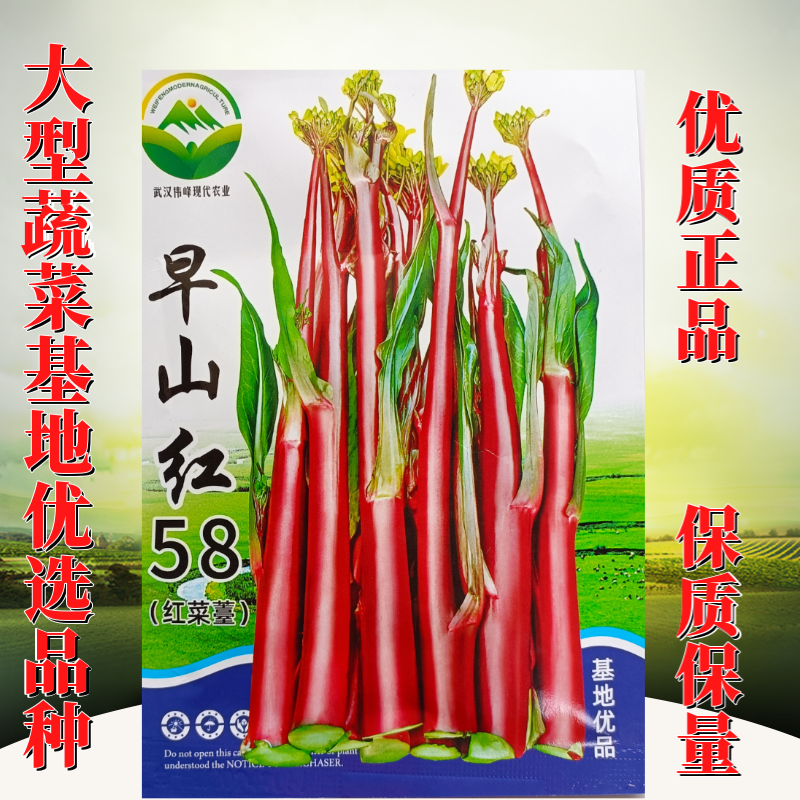 早熟早山红湖北红菜苔种子洪山菜苔种籽秋季菜种籽菜种子紫菜