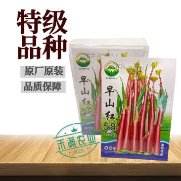 早熟早山红湖北红菜苔种子洪山菜苔种籽秋季菜种籽菜种子紫菜