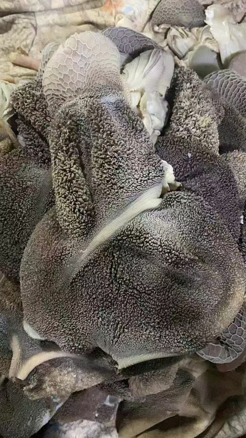 羊毛肚常年有货品质保证欢迎下单诚信买卖