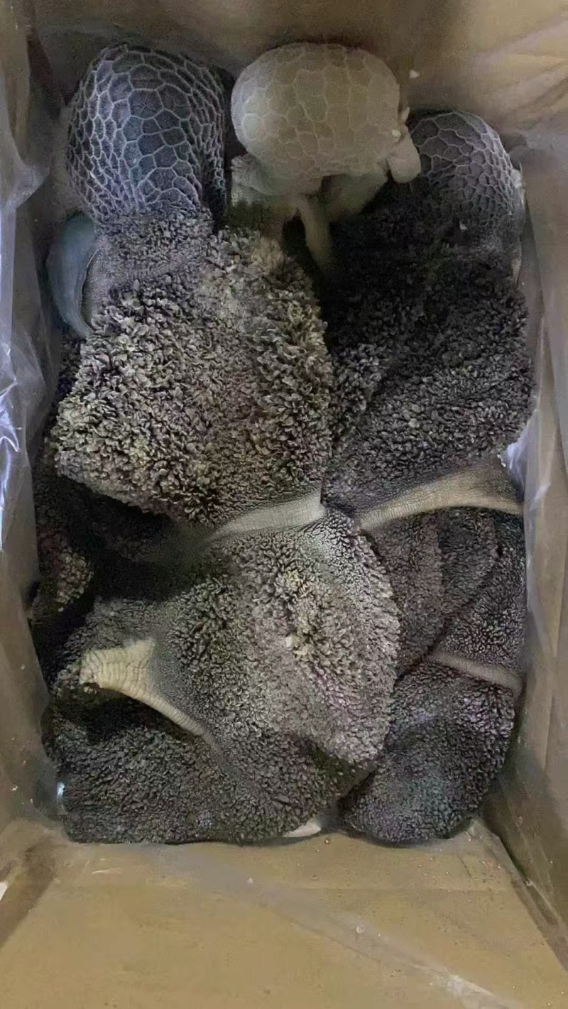 羊毛肚常年有货品质保证欢迎下单诚信买卖
