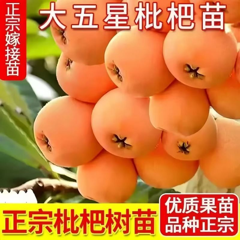枇杷树苗基地直供，成活率高，品类规格齐全，欢迎致电联系。
