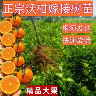 柑橘树苗，成活率高，提供技术指导，欢迎咨询。