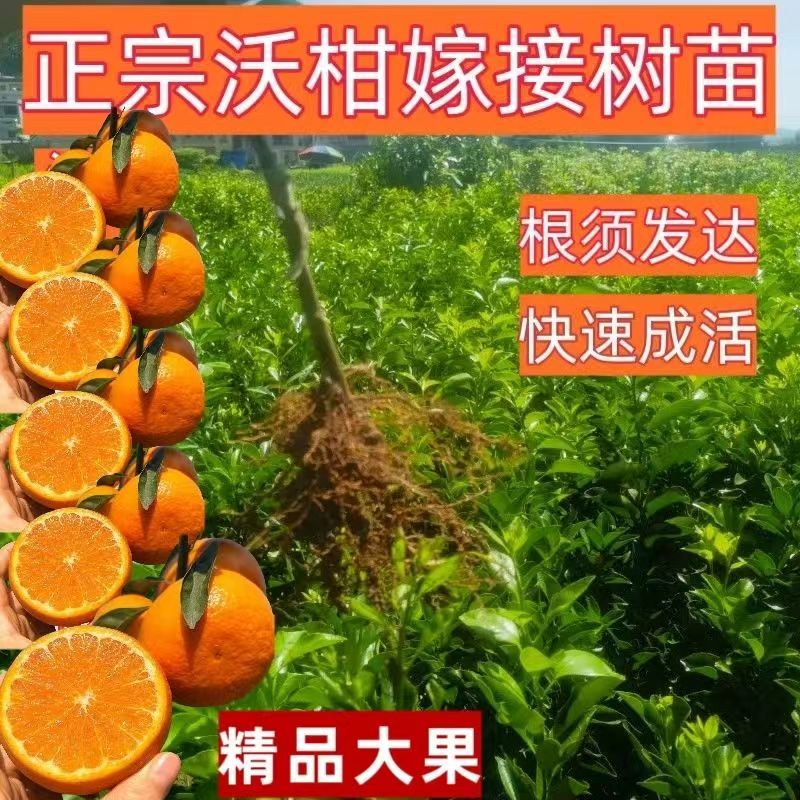 柑橘树苗，成活率高，提供技术指导，欢迎咨询。