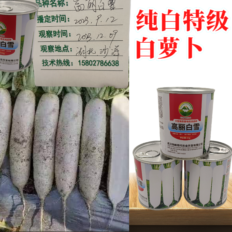 【高丽白雪】基地优选新品种白萝卜种子秋季种植条型好抗病高