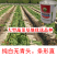 【高丽白雪】基地优选新品种白萝卜种子秋季种植条型好抗病高